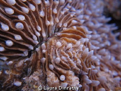 Hard coral by Laura Dinraths 